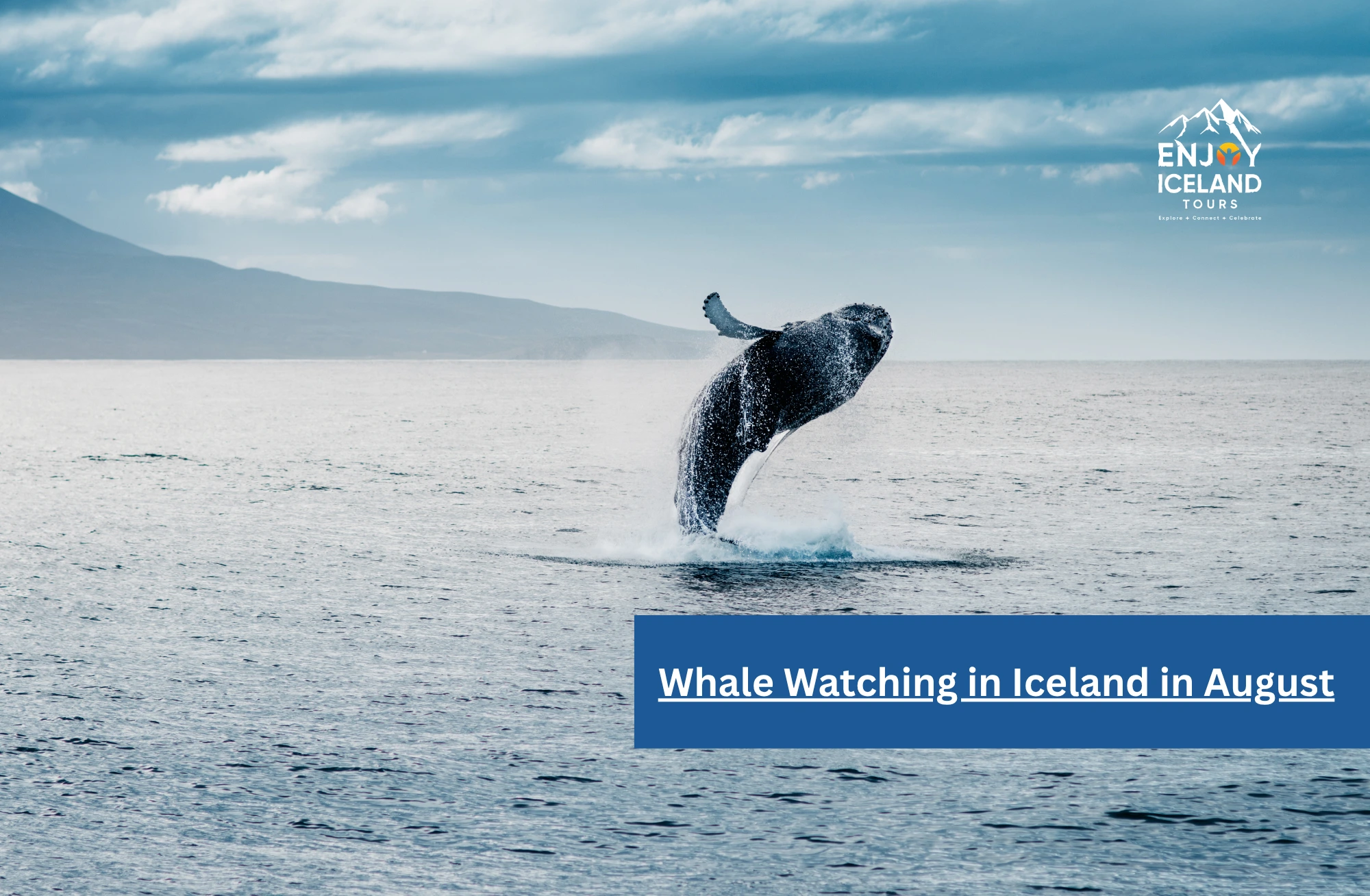 Whale Watching in Iceland in August