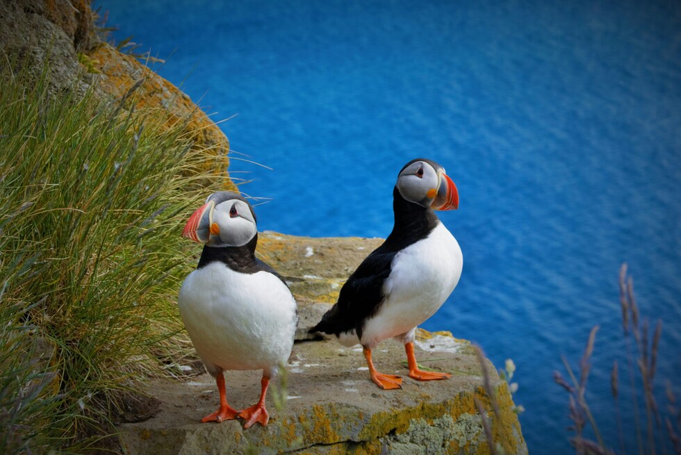 Puffins nesting in Iceland cliffs