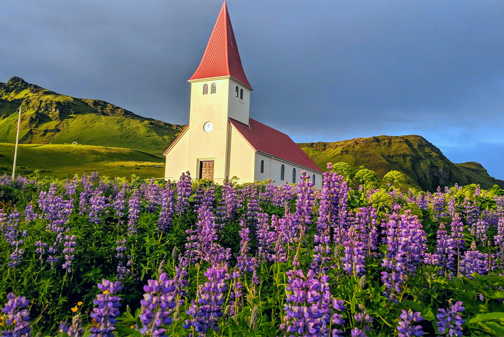Vík lupine fields with black sand beach