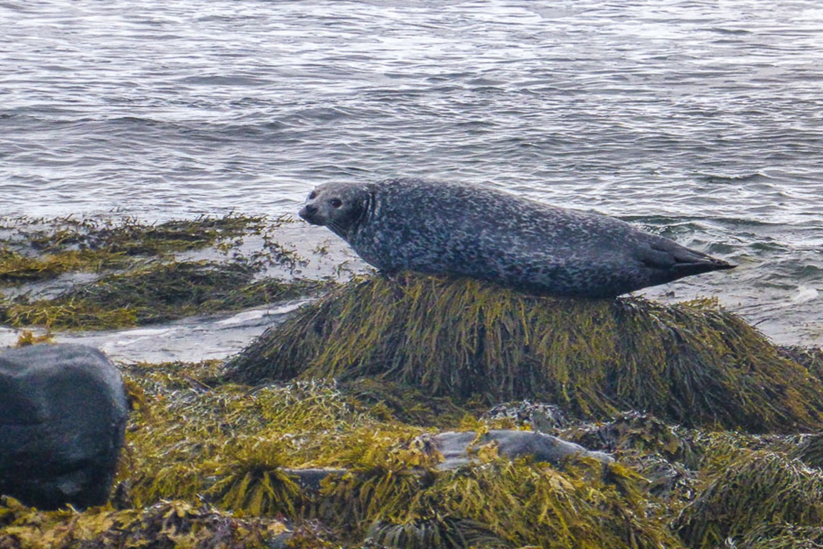 Private Golden Circle tour in Iceland with Whale’s Fjord Road views Product-1750316227-0.jpg