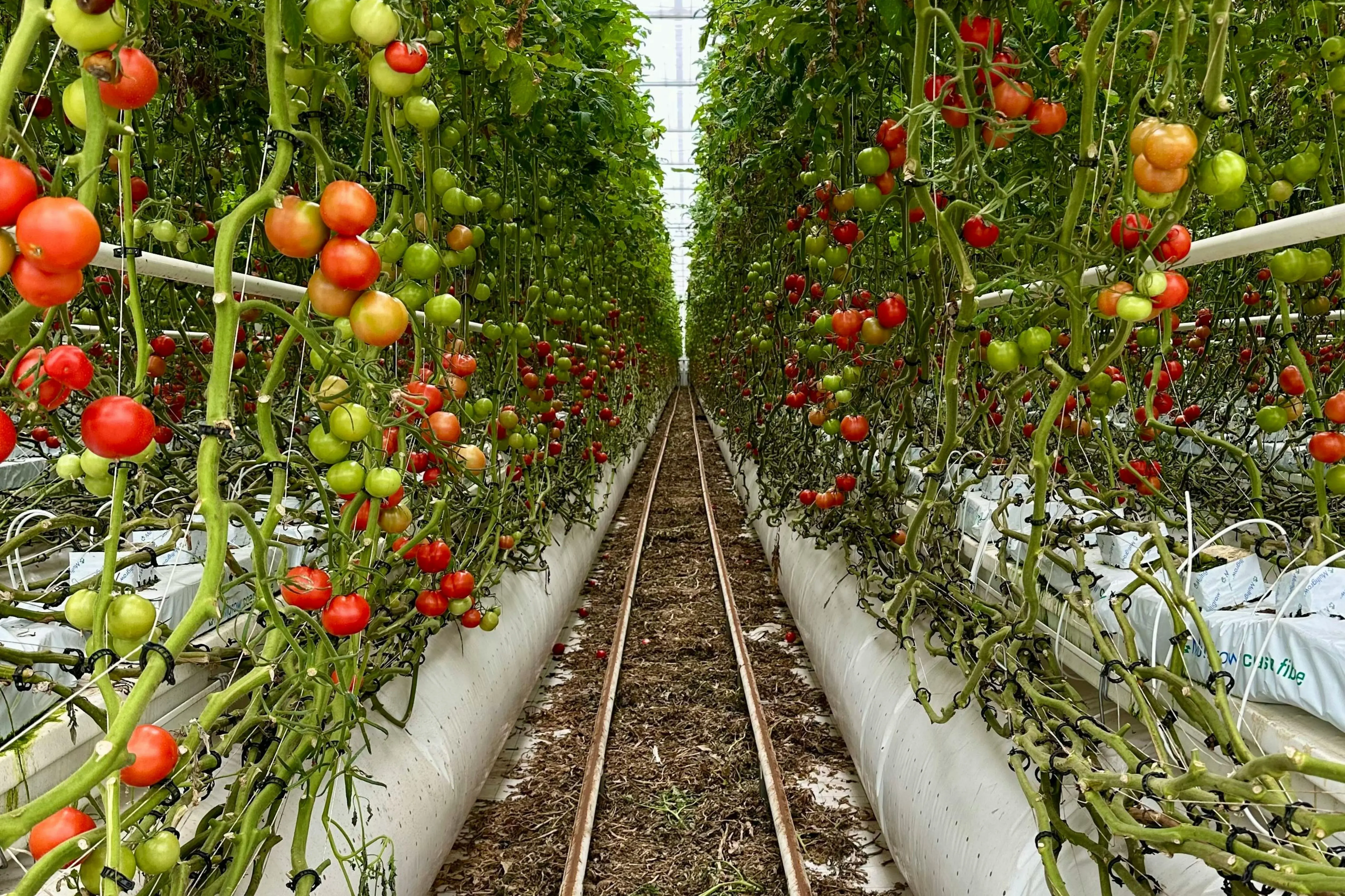 Fridheimar tomato farm in iceland, Premium Private Golden Circle & Secret Lagoon Tour